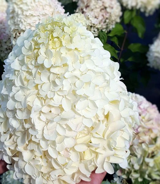 Hydrangea paniculata 'Hercules' ®